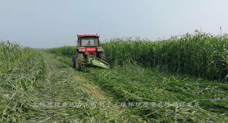 重金屬污染土壤 固態吸附+植物富集+功能性微生物 聯合修復技術系統